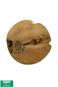 Platium Teak Ball 50