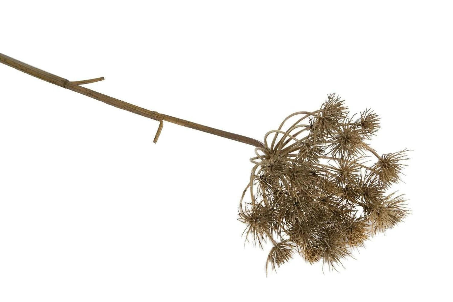 Kunsttak Heracleum - Afbeelding 2