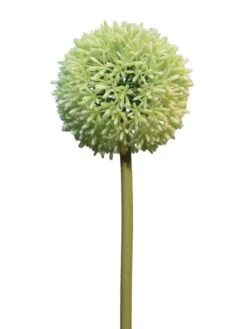 Allium Globemaster Crème / Groen Groot 68cm