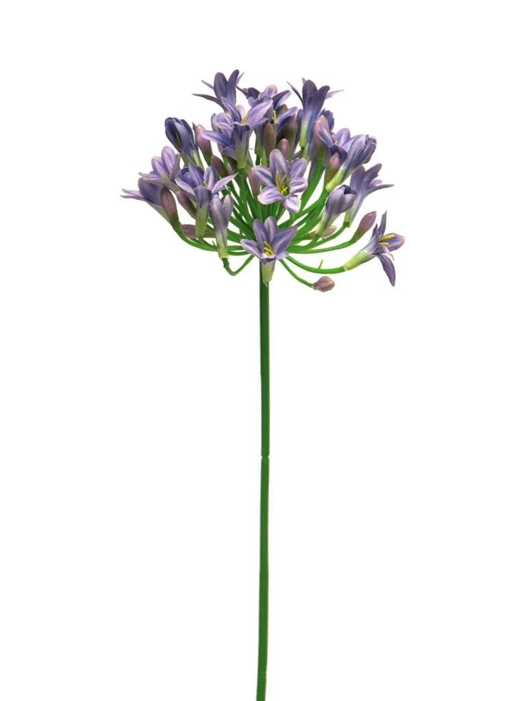 Agapanthus Dame Blauw 75cm