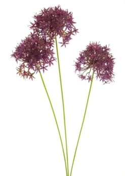 Allium Bobo X3 Beauty 64cm
