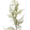 Siertak Asparagus Spray 100cm.