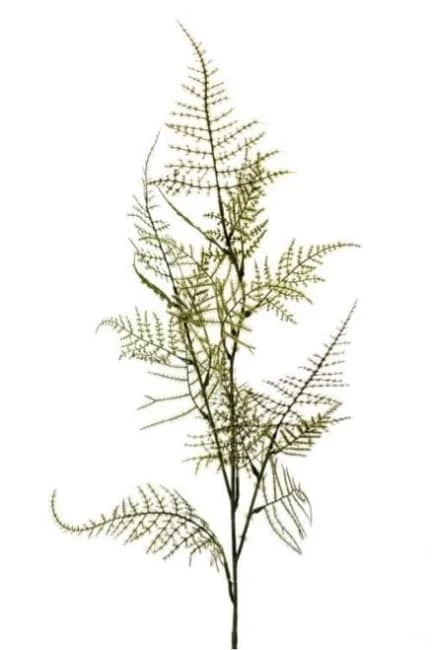 Siertak Asparagus Spray 100cm.
