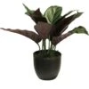 Calathea Zonneschijn In Potgroen 25cm