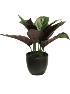 Calathea Zonneschijn In Potgroen 25cm