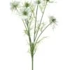 Nigella Damascena Creme 66cm