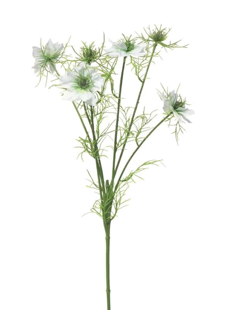 Nigella Damascena Creme 66cm