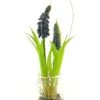 Muscari In Glazen Pot Met Hanger Blauw 24cm