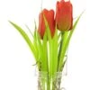 Tulip Yara In Glass Pot W/hanger Red 24cm